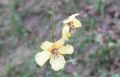 Verbascum blattaria